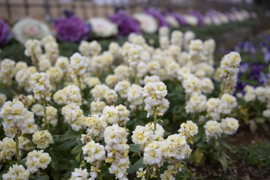 冬の花／ゆいの花公園