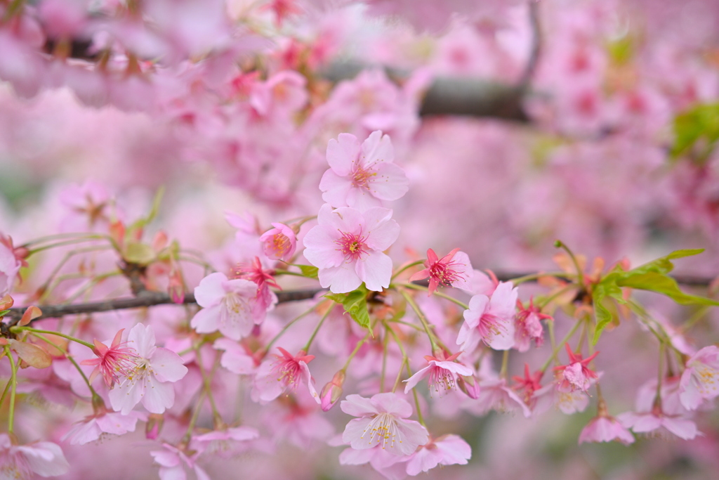 河津桜／松戸宿坂川 2020 （５）