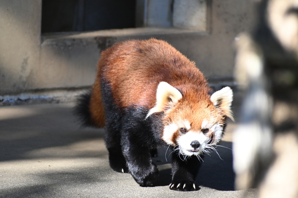 2021/11/13 市川市動植物園にて