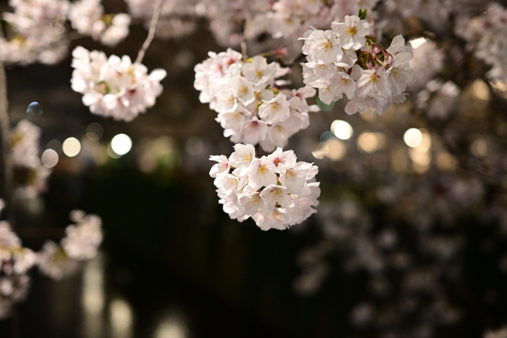 中目黒 桜 2020（１３）