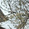 湯島神社の白梅（１）