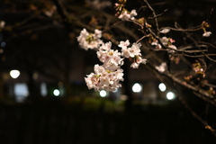 中目黒 桜 2020（４）