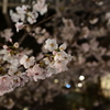 中目黒 桜 2020（１４）