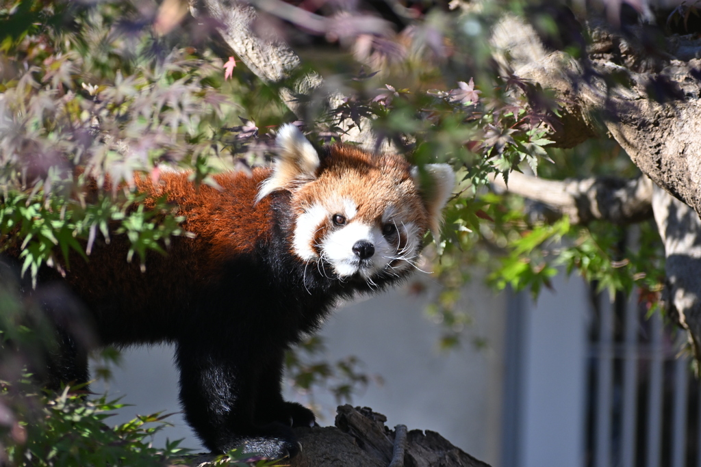 2021/11/13 市川市動植物園にて