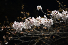 中目黒 桜 2020（７）