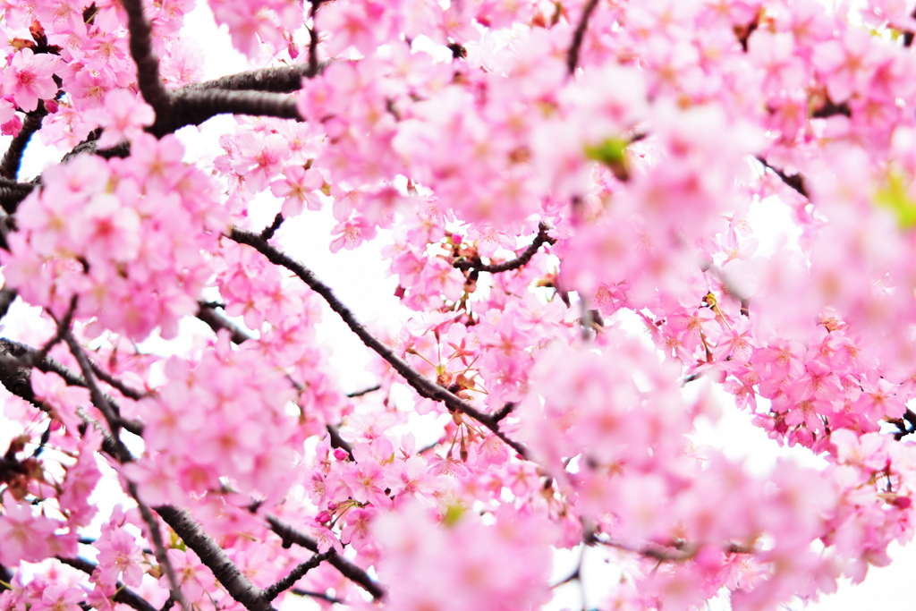 松戸宿坂川の河津桜2022／河津桜