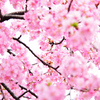 松戸宿坂川の河津桜2022／河津桜