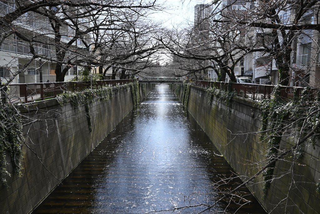 目黒川　開花宣言＋３日