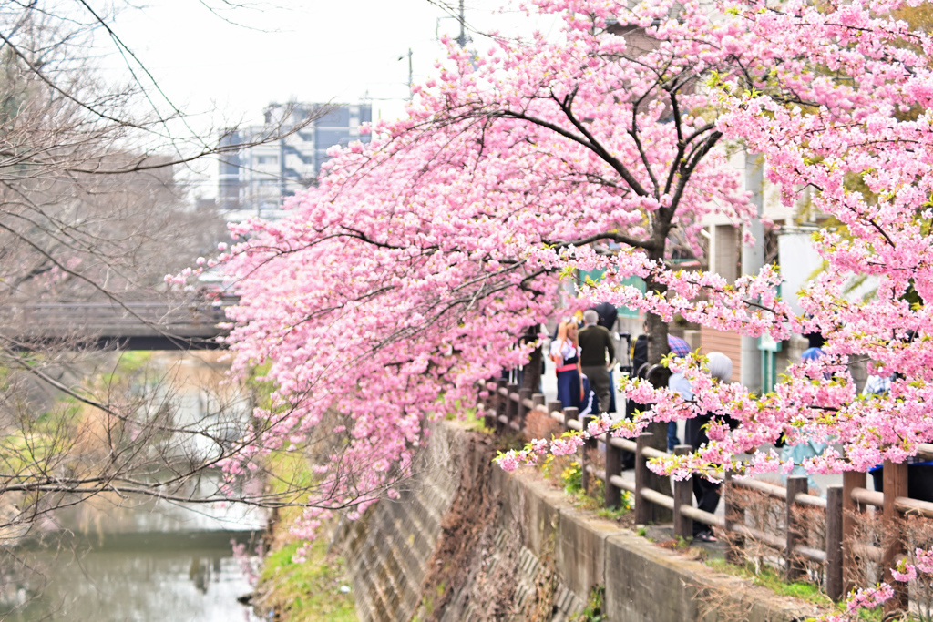 松戸宿坂川の河津桜2022／河津桜