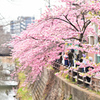 松戸宿坂川の河津桜2022／河津桜