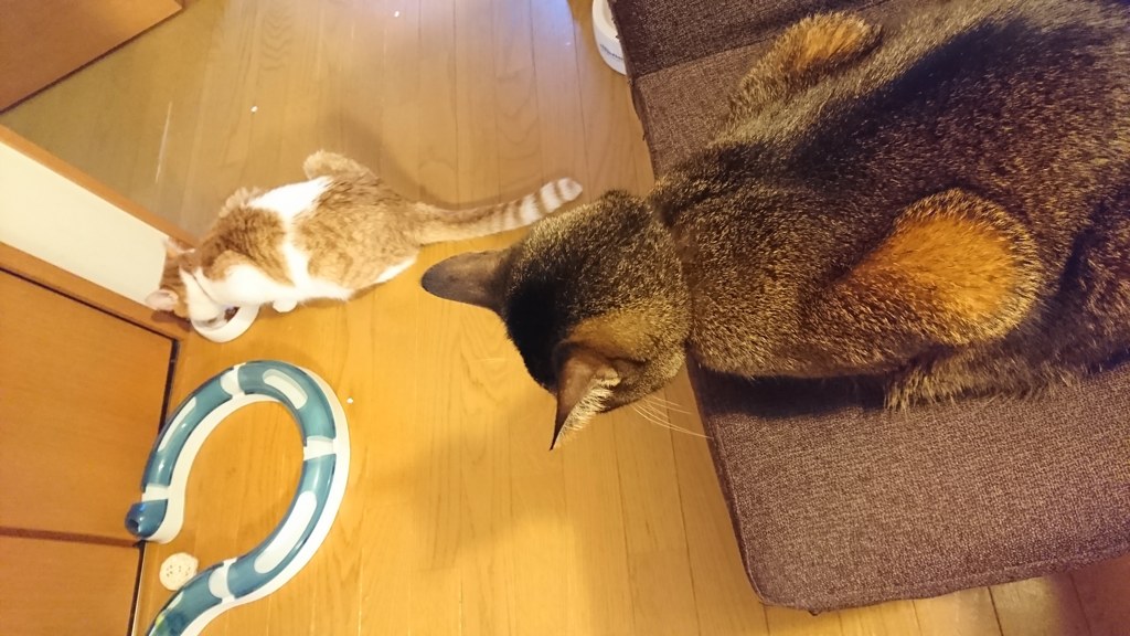 そらと、なぎの日常