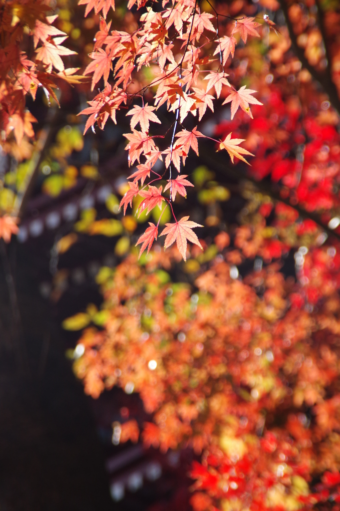 秋の長谷山 本土寺 2018