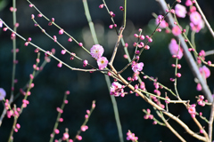 戸定が丘歴史公園