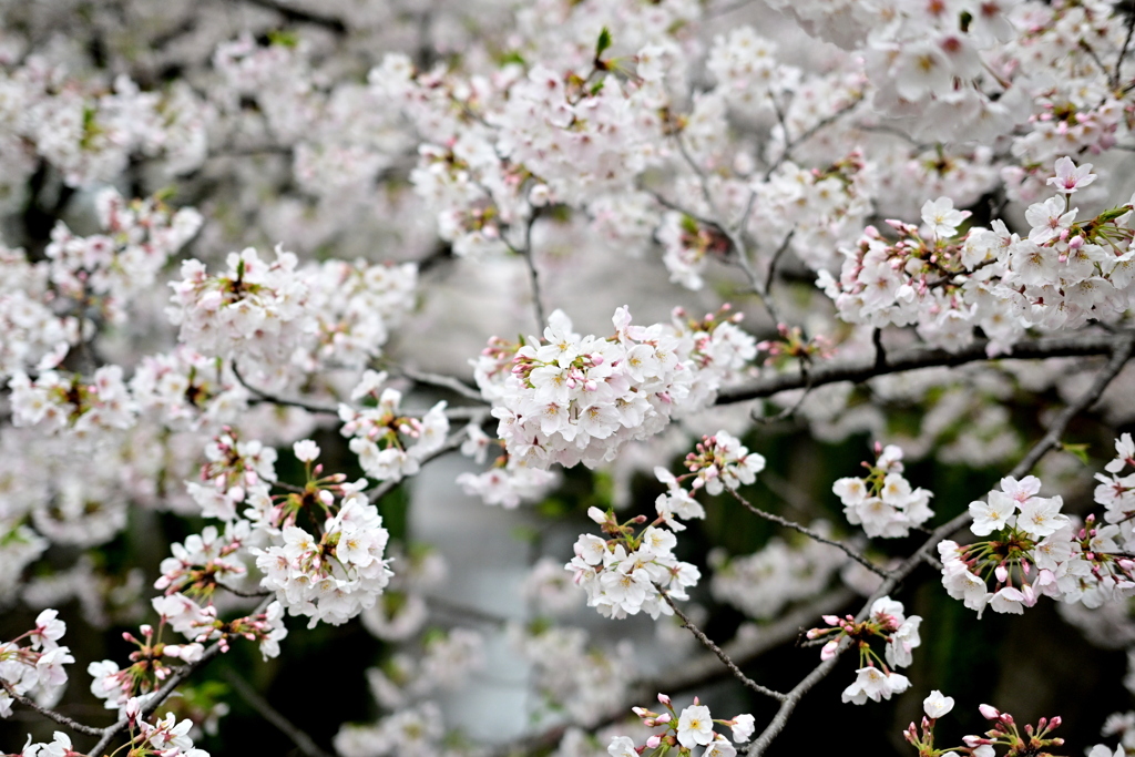 中目黒 桜 2020（１１）