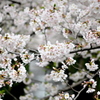 中目黒 桜 2020（１１）
