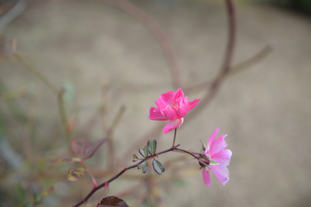 冬の花／ゆいの花公園