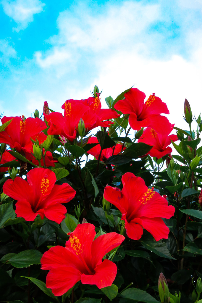 赤いハイビスカスの花にかこまれ