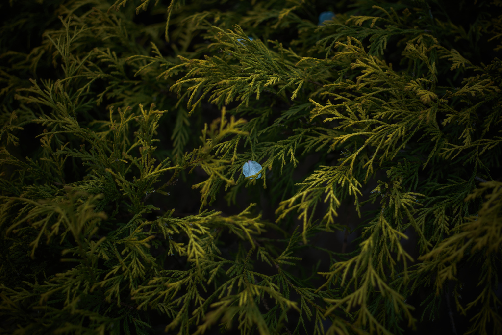 walk through the valley
