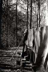 Forest life