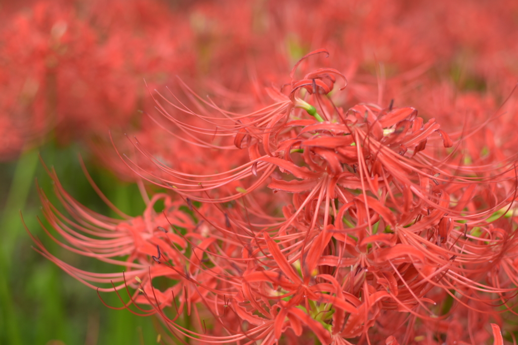 曼珠沙華