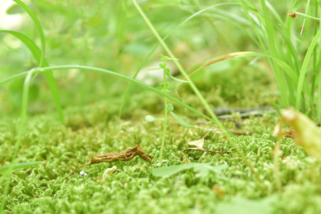 草