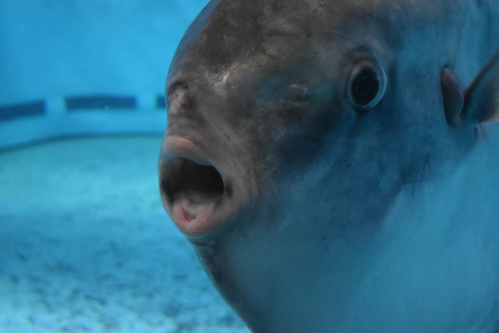 マンボウ