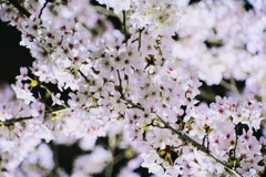 夜桜
