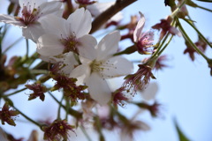 桜