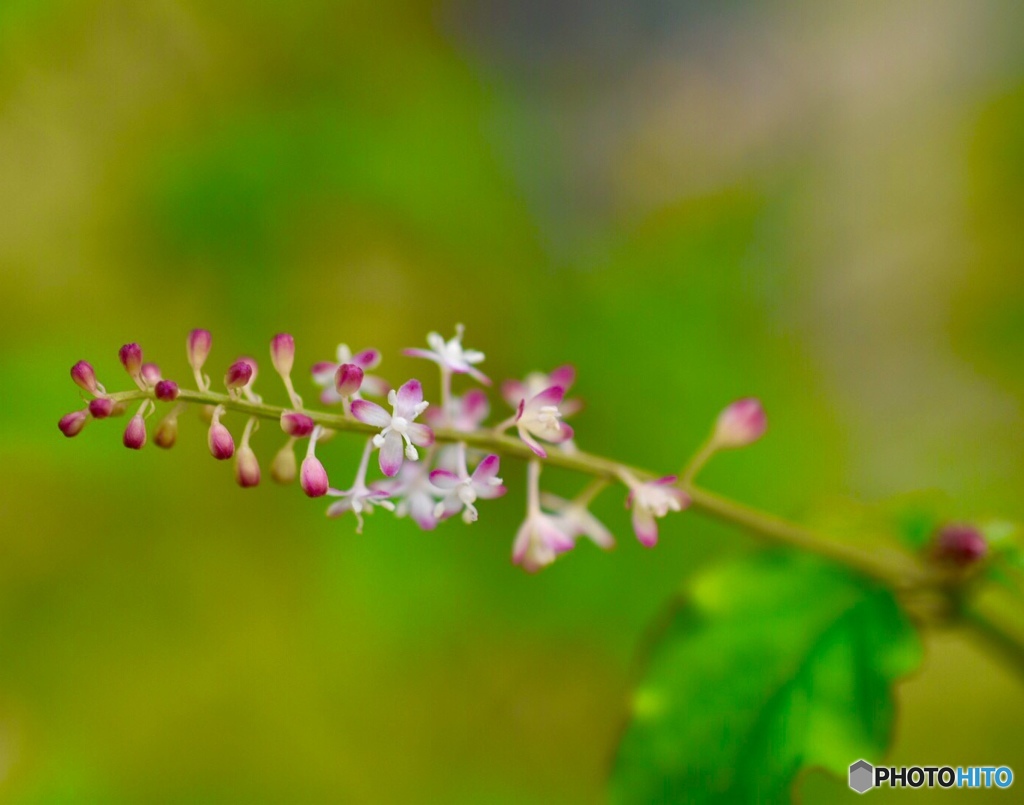 小さな花