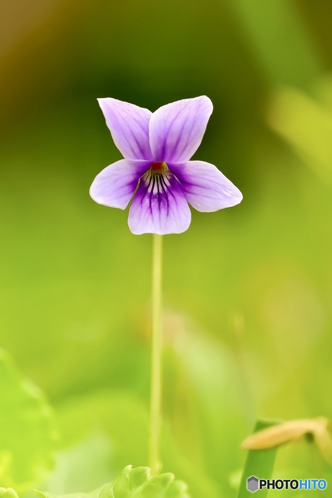 春を知らせる花