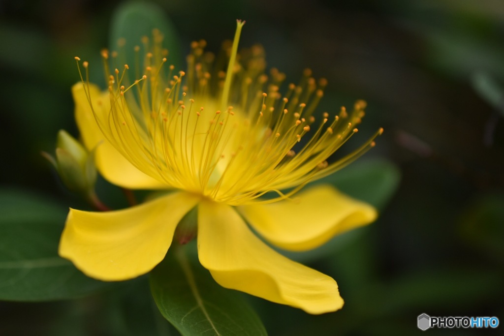 ビヨウヤナギの花