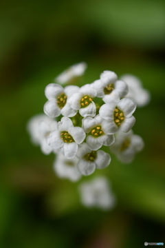 Sweet alyssum