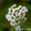 Sweet alyssum