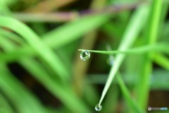 朝露