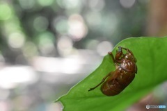 夏の名残