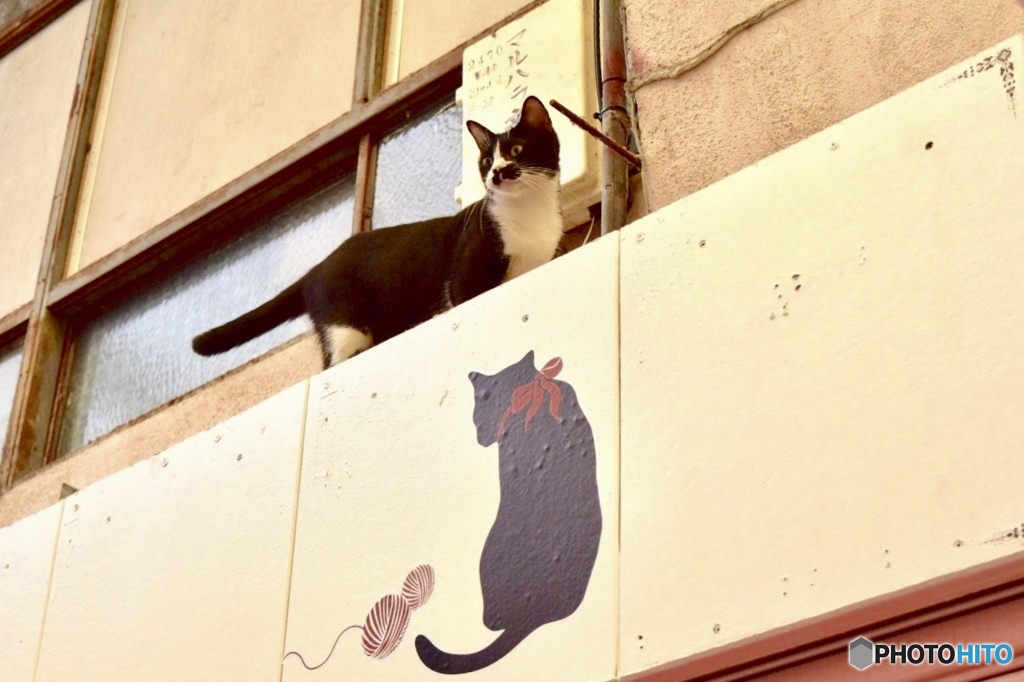 看板娘のネコ