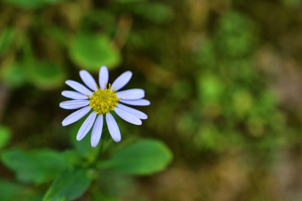 野菊