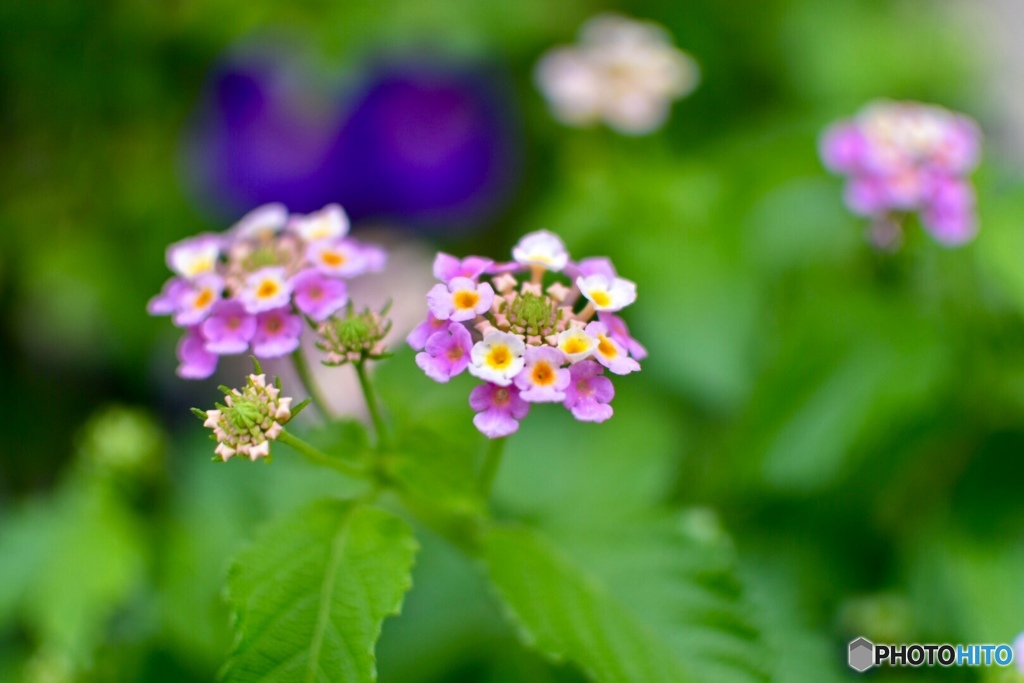 すきな花