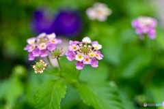 すきな花