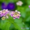 すきな花
