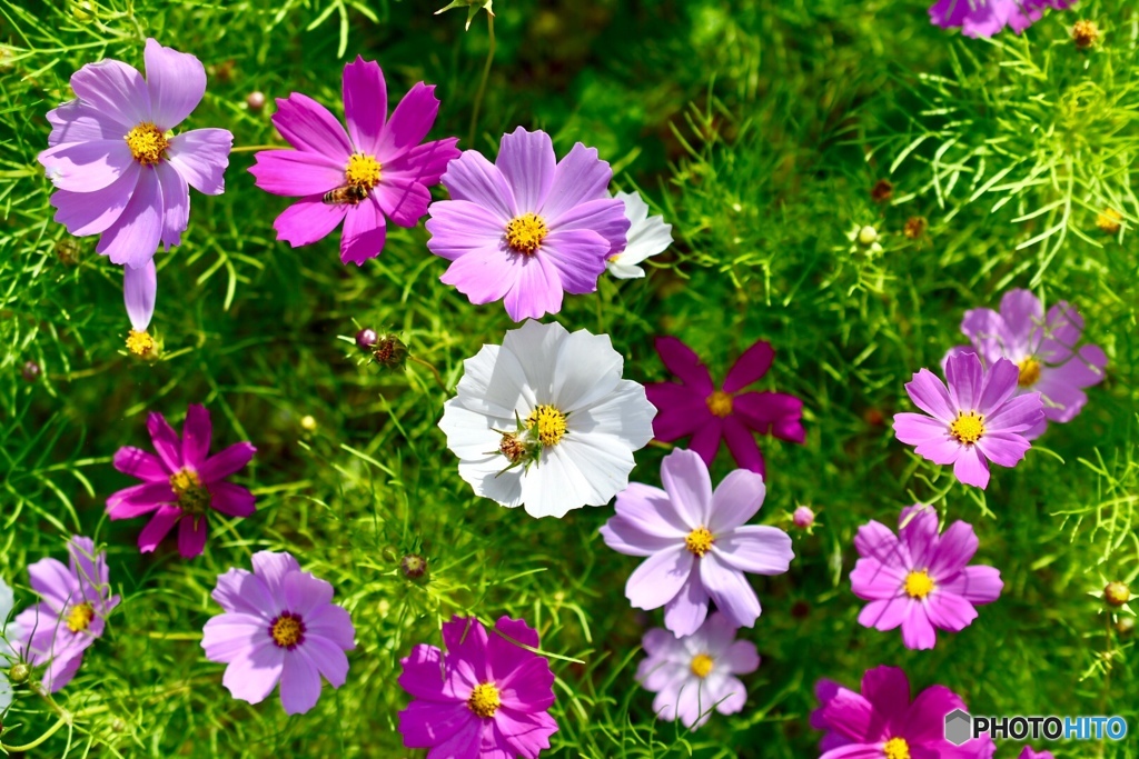 秋桜