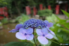 紫陽花