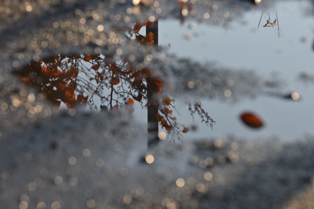 雨上がりの秋。