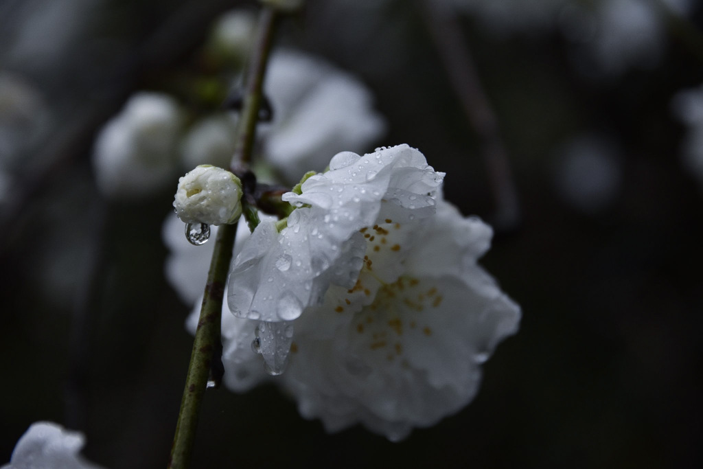 雨の日こそ花見を。