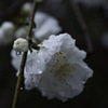 雨の日こそ花見を。