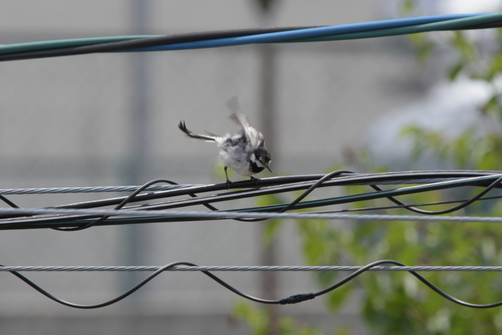 鳥さん。