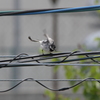 鳥さん。