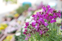 花2