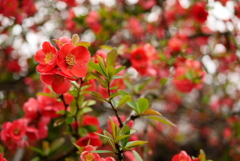花1
