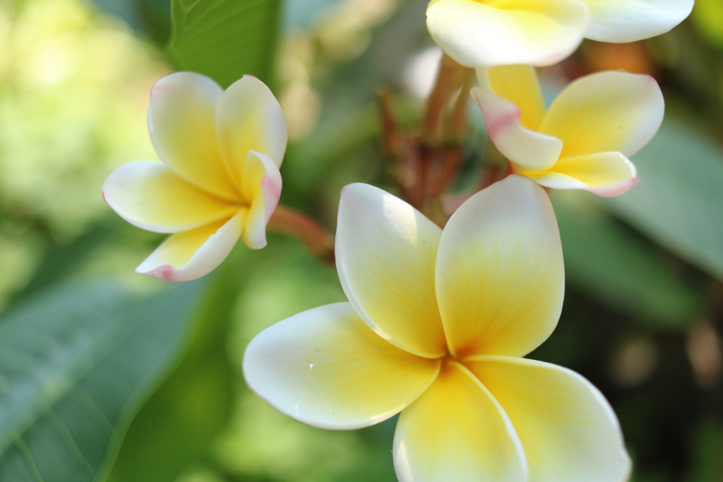 この花